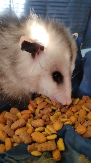 He is having him some lunch | Little Critter Rescue