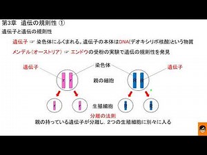 2分半で分かる! 遺伝子と遺伝の規則性 分離の法則 中学3年 理科 科学 教科書 要点 遺伝の規則性① 2020年 令和2年 青森県