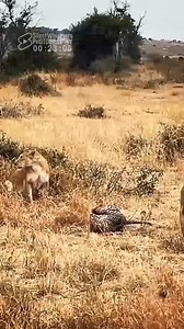 151K views · 2.3K reactions | A Leopard Vs Male Lions Vs Lioness...