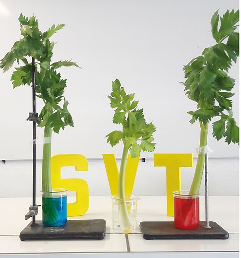 La nutrition chez les végétaux