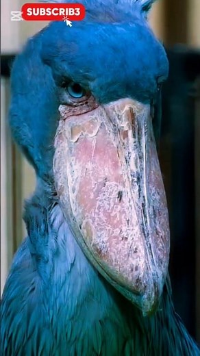Incredible Facts About the Shoebill Stork | Africa's Most Unique Bird