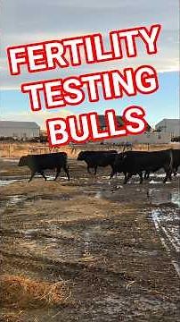 Fertility and Trich testing bulls before breeding season. Trichomoniasis causes high open rate.