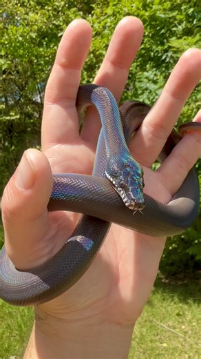 This Snake’s Iridescence Will Blow Your Mind! ✨