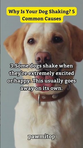 5 Reasons Your Dog Is Suddenly Shaking (Don't Ignore #5!) #shorts ‪@pawmitop‬