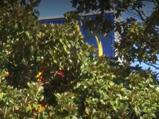 Magnolia trees prevent local restaurant from being seen