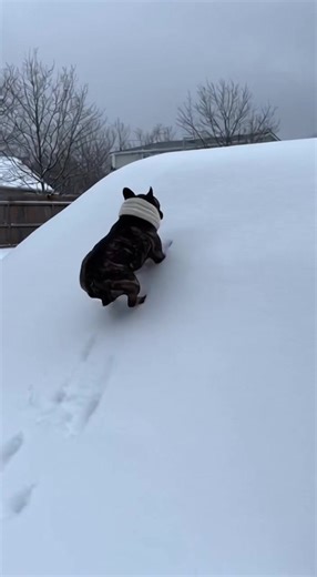 Top Trends in French Bulldog Fashion