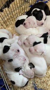 80 reactions · 8 comments | American Bulldogs Puppies: 4.5 weeks old now.  Born July 19th, Ready to go September 23rd. | North American Bulldogs | Facebook