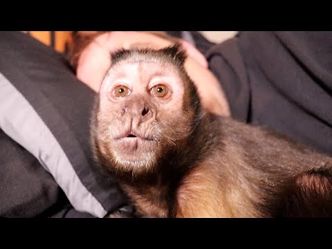 Monkey Cuddling and Talking!