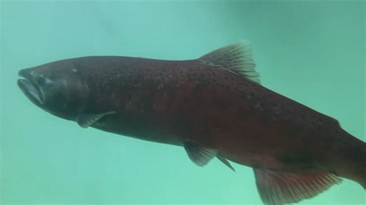 Here's how you can view chinook salmon arriving at the Whitehorse fish ladder