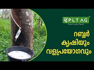റബ്ബർ കൃഷിയും വളപ്രയോഗവും -rubber cultivation &fertilizer application #rubber #farming