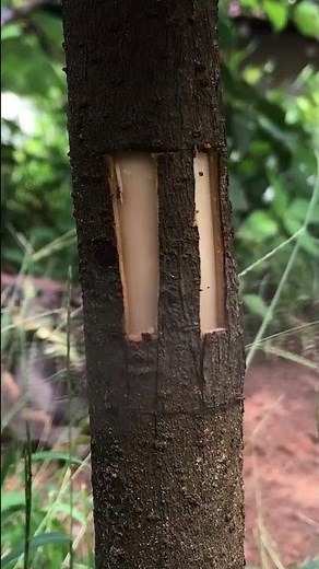 Dual Grafting Avocado Tree How to Grow Two Varieties on One Tree EP073