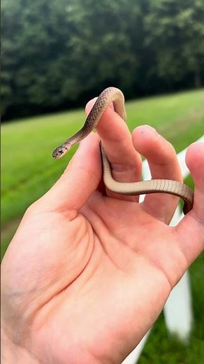 Dekays Brown Snake! #herping #snake #nature #wildlife #ohio