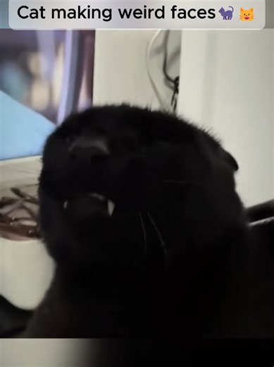 Cat making weird face🐈‍⬛🐈‍⬛ #cat #funny #baby #tiktok #viral | cats