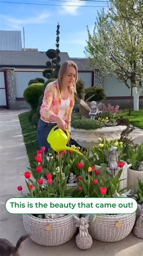 70K views · 486 reactions | How beautiful!  You can order tulip bulbs at dutch-bulbs.com (link in BIO) #tulips #tulipbulbs #tuliplover #tuliplove #tulipe #tulipes #tulipgarden #tulipbloom #tulipplant #tulipflower #tulipnature #tulipa #tulipaflower #tulipabulbs #tulipen #tulipan #tulipany | DUTCH-BULBS.COM | Facebook