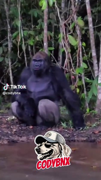 Codybnx (@codybnx)’s videos with original sound - Codybnx