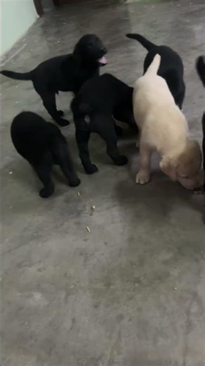 Newborn puppies First Day at Home! 🐾🍼 #puppy #dog #labrador #cute #viral