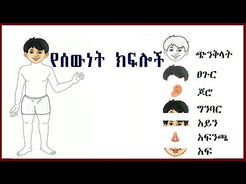የሰውነት ክፍሎች በአማርኛ Body Parts in Amharic