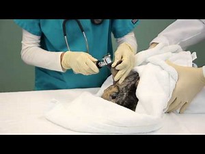 Regular Wellness Checks for Rabbits