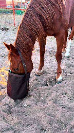 Morale Feed Bag Solution for Horses