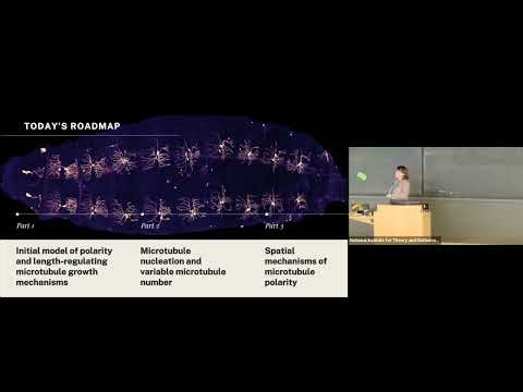 Modeling mechanisms of microtubule dynamics and polarity in living neurons | Anna Nelson