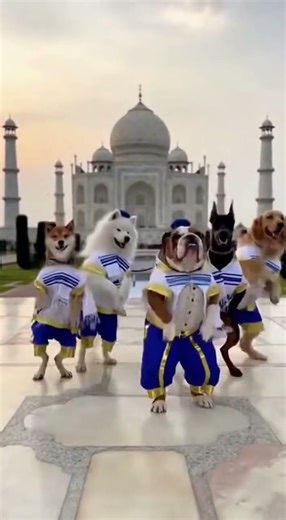 When 5 happy dogs dance in Hebrew costumes in the middle of the Taj Mahal! 😂🔥