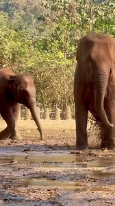 495K views · 10K reactions | A broken water pipe brings fun and curiosity  Chaba and Pyi Mai were quick to discover the fountain of water gushing from the ground. Chaba’s mother, Bun Ma jumped right in, showing the little ones that it was safe to explore. This surprise was much needed on a hot day!  | Trunks Up | Facebook