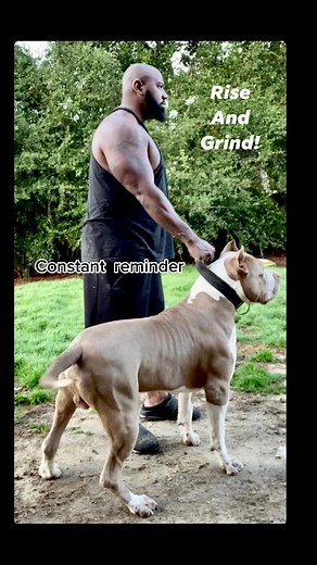 Let’s get it! #fyp #buffnbluebullies #foryou #bullybreed #xxlbully #dogcommunity #musculardog #dogsofttiktok #trending