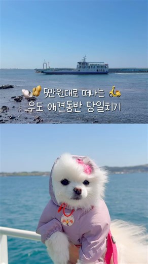 5만원대로 떠나는 제주 우도 애견동반 당일치기 #강아지 #애견영상 #반려견 #제주여행 #우도여행 #강아지여행