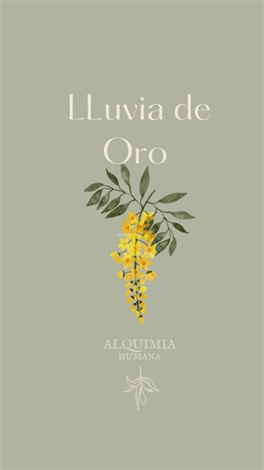 7.7K views · 2.3K reactions | Lluvia de oro, Cassia fsitula, en este territorio se ha usado como laxante moderado, y su uso medicinal está bien documentado como diurético y antibiótico. Se han reportado casos de intoxicación enniños así que mejor dejarlo para el consumo de adultos. Lo conoces ? Abrazo, Ixchel • • • • • #lluviadeoro #flores #laxante #arboles #medicinanatural #estreñimiento | Alquimia Humana | Facebook