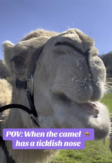 When you’re out here in West Virginia tickling a camel’s nose and rethinking all your life choices 🐫😂 #westVirginiaDiaries #fyp #camels #farmlife #morgantownwv #morgantown #westvirginia #WhyIsThisSoSoft #CamelChronicles #MiddleAgedAdventureChick