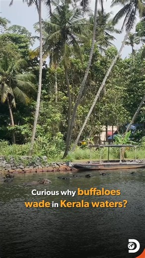 Buffaloes in Kerala don’t just wade… they thrive in water. With poor sweating ability, water becomes their cooling system. Mud keeps bugs at bay, the wetlands offer their favourite food, and being submerged even boosts digestion. ? #Buffaloes #Kerala #DiscoveryChannelIndia #DiscoveryChannel | Discovery Channel India