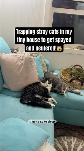 Trapping stray cats in my tiny house overnight! 🙀 #straycatrescue