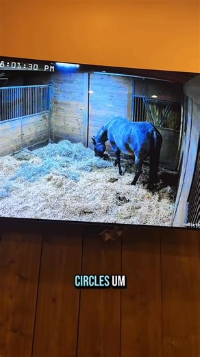 How long do horses labor?🐴 | Katie Van Slyke