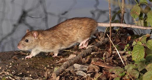 These are 6 tell-tale signs that indicate you've got a rat infestation