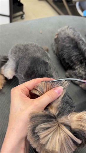 Yorkie head grooming | Face, ears & topknot