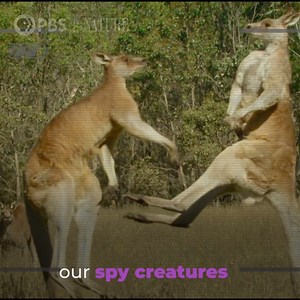 31K views · 292 reactions | Who's excited for another episode of Spy in the Wild 2? | Nature | PBS | Facebook
