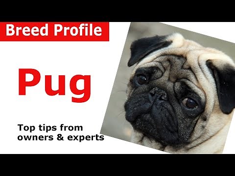 Pug dog breed guide
