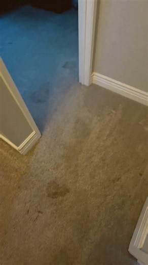 Carpet Cleaning Clayton CA – Pet Urine Removal Before & After