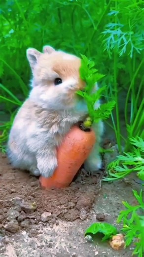 Winter Fresh Vegetable Agriculture || Picking Fresh Vegetable Form The Garden #shorts #viral #reels