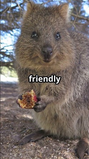 Quokka: The World's Happiest Animal!
