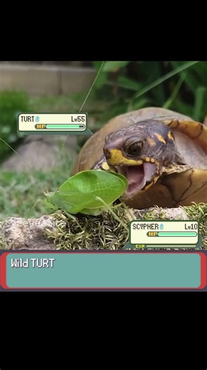 Turtle vs Grasshopper Pokemon Battle! - EeveeSite #pokemon #pokemonmeme #pokemonbattle #irlpokemon