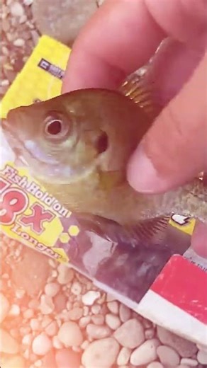 Catfish Bait Secrets Most Anglers Miss Catfish