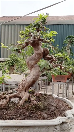 How much longer do I have to grow this? #bonsai #ornamentalplants