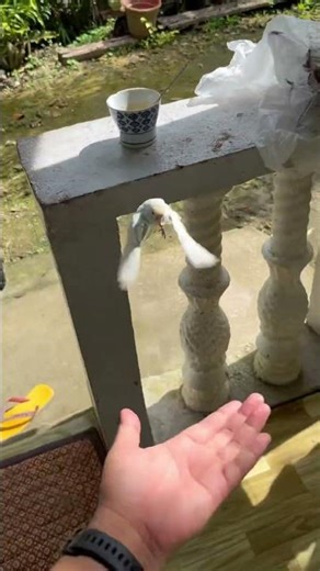 Parakeet Flight Training #birds # #parakeets #budgies #birdlovers #birdlife