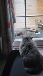 5.2K views · 169 reactions | Of course I encourage the ducks to taunt the cat. And of course the cat doesn't go outside. And of course we feed the ducks nutritional feed, not bread ☺️ | Ace Humane Wildlife Removal & Pest Control | Facebook