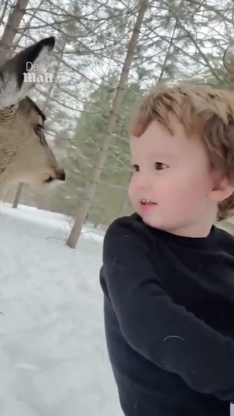 Little boy meets a deer for the first time