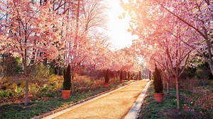Cherry Blossoms in North Carolina: When They Bloom and Where to See Them