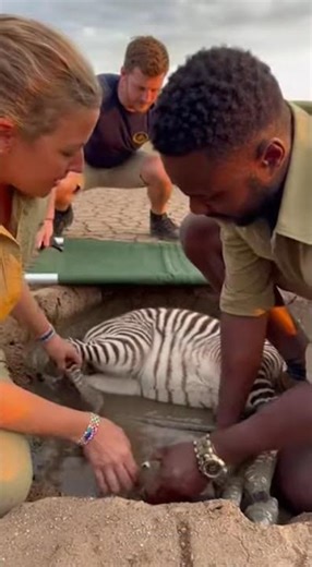 zebra baby: Miraculous Animal Rescue: You Won’t Believe How This Little Soul Survived