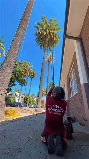 Launcher or manual throw, how do you get your rope up in the trees? 🎯 📹 Everest tree service | TreeStuff.com