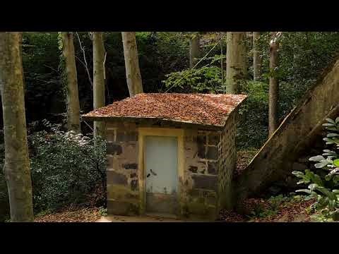 Peaceful Fall Forest 🍁 – 4 Hours of Calming Nature Sounds for Relaxation